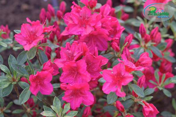 Azalia japońska Georg Arends